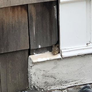 A chipmunk peeping out of a gap in the side of a house.