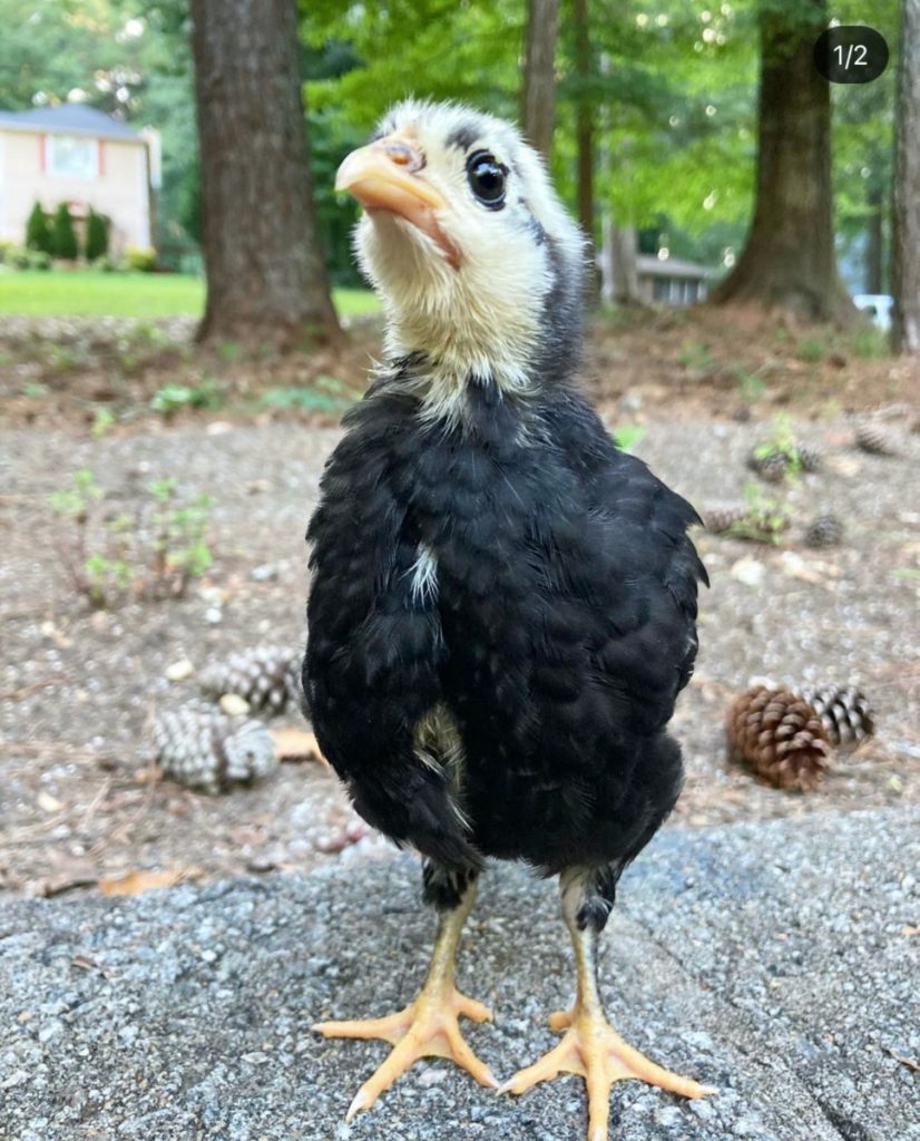 A close-up of a juvenile chicken.