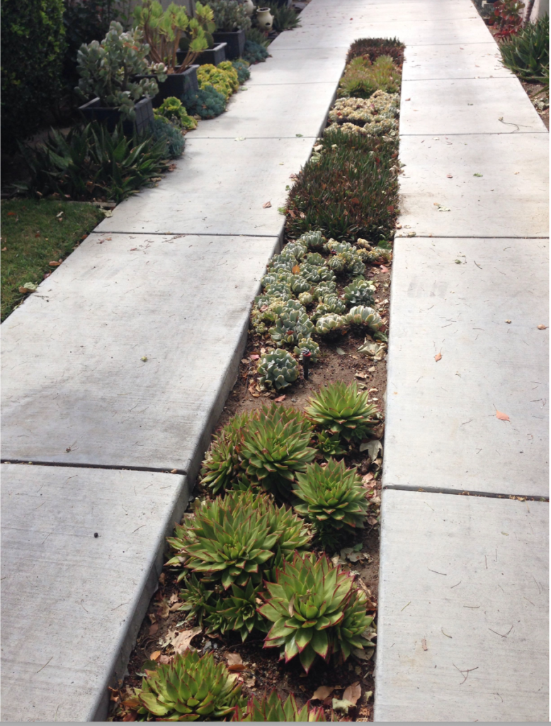 Unusual driveway options: a divided concrete driveway with succulents growing in the gap in the middle.