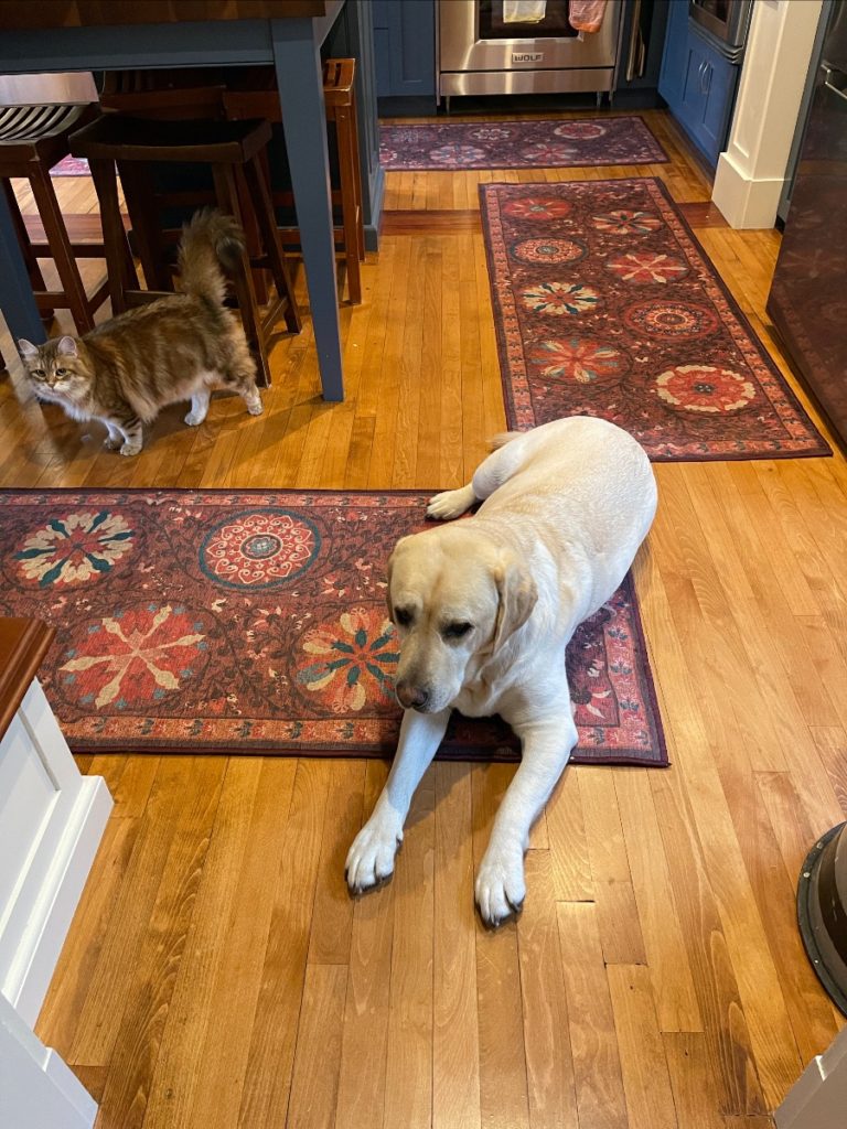 A newly refinished hardwood kitchen floor. The golden wood looks shiny and fairly unblemished. A fluffy brown cat stands under the kitchen island. A yellow Labrador Retriever rests on a maroon floral rug in the foreground.