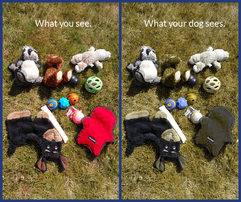 Two versions of the same picture of dog toys. One is "What you see" with normal colors. The other is "What your dog sees" with the red and green colors toned down so they're indistinguishable.